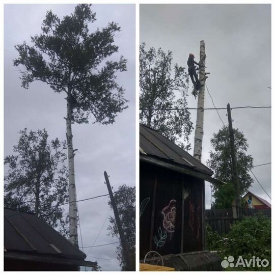 Спил деревьев