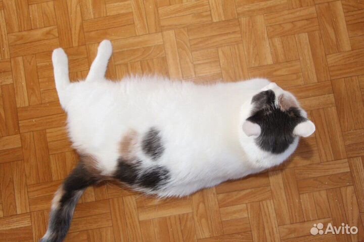 Кошка в дар