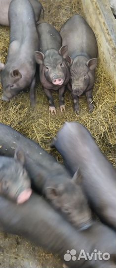 Вьетнамские поросята