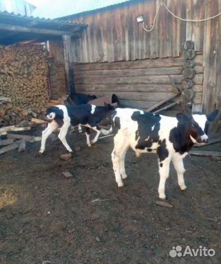 Продам телят