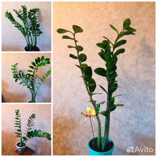 Замиокулькас