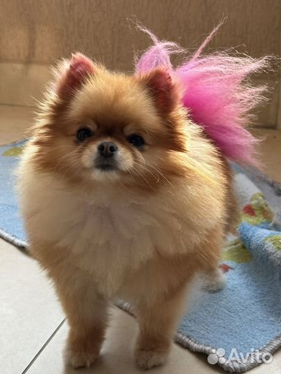 Отель для собак (Домашняя передержка )