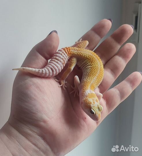 Эублефар, геккон, ящерица, самец