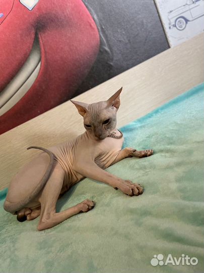 Донской сфинкс вязка