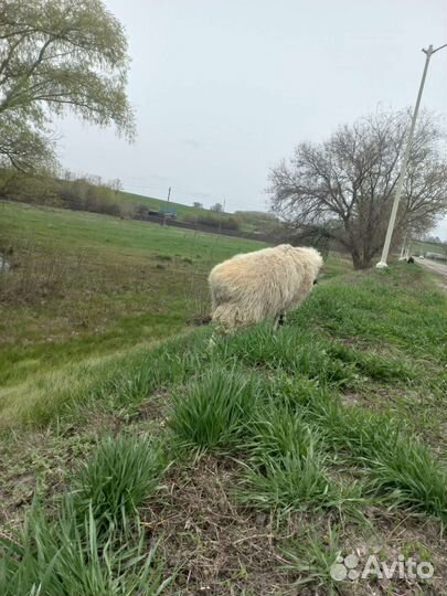 Курдючные баран