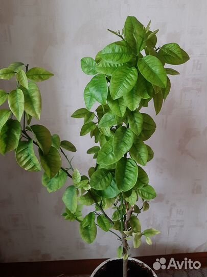 Лимонное и мандариновое деревья