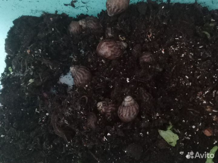 Продам улитят