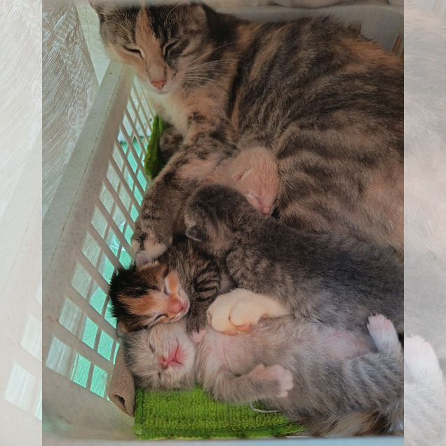 Котёнок от частного владельца