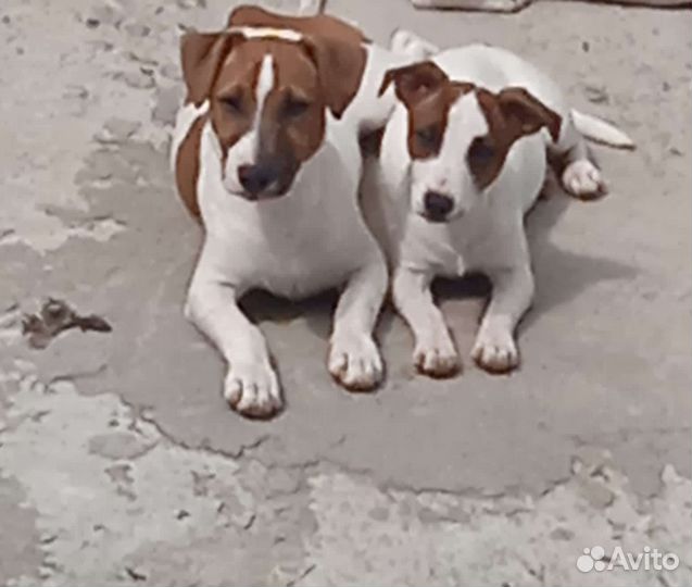 Джек Рассел терьер