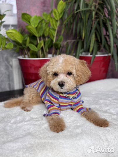 Мальтипу f1 mini девочка