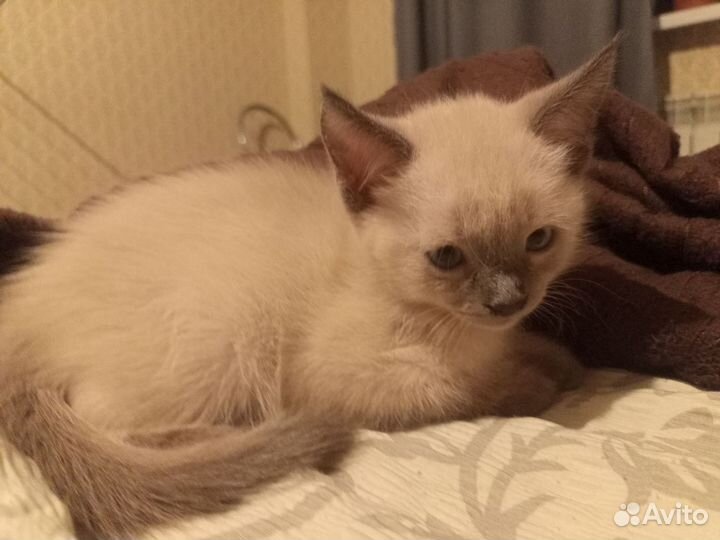 Котенок (Она)
