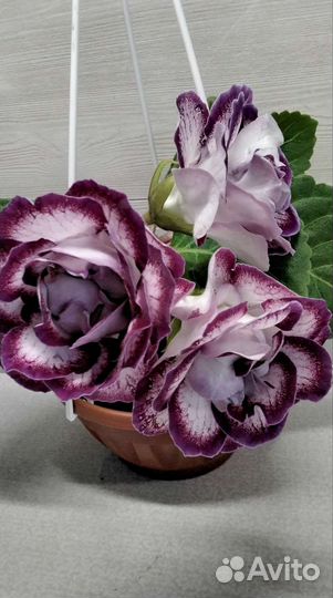 Глоксиния сат- Королева красоты