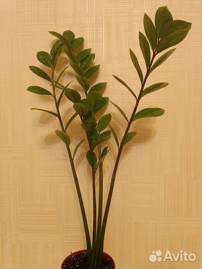 Замиокулькас