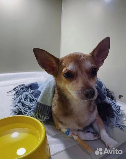 Ветеринарный врач, Ветеринарная помощь на дому