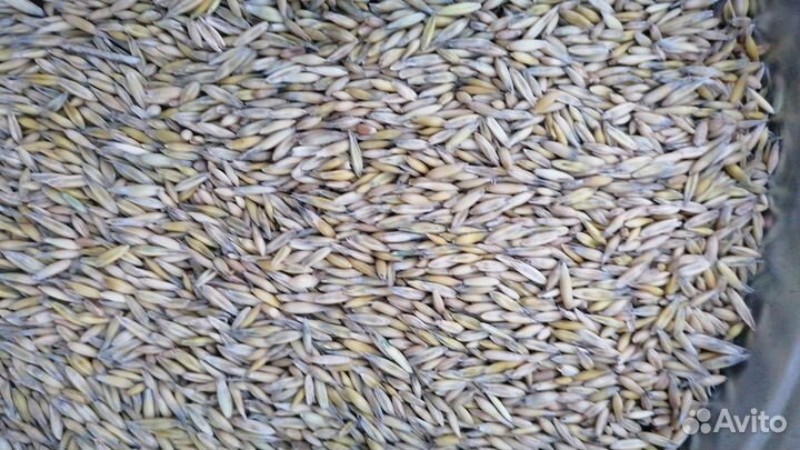 Корма для сельскохозяйственных животных