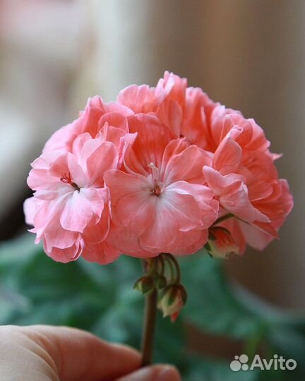 Пеларгония герань