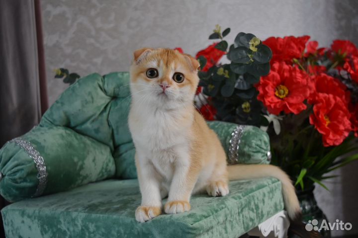 Котята шиншиллята