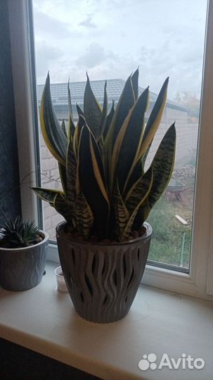 Сансевиерия Лауренти