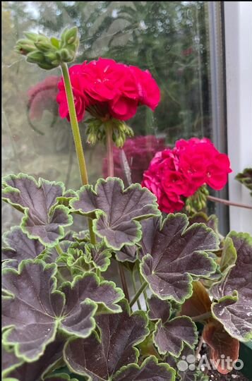 Пеларгония колекционная