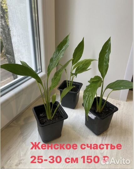 Спатифиллум (Женское счастье)