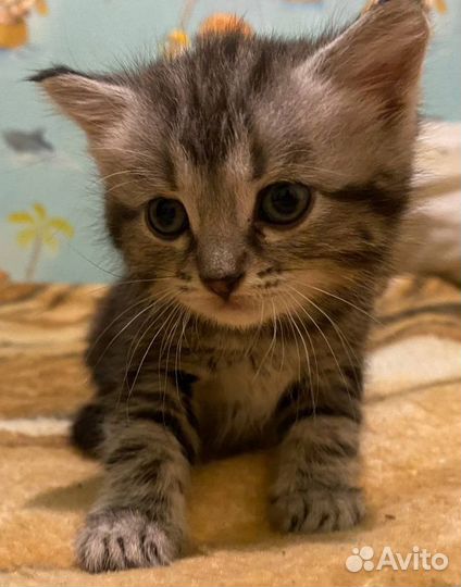 Шотландские котята