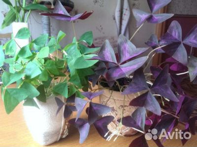 Оксалис (кислица)