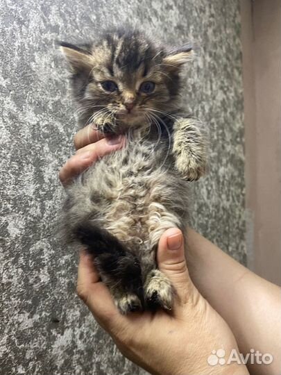 Котятам в приюте очень нужен дом