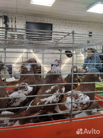 Чили бойные,красные, черные,ореховые