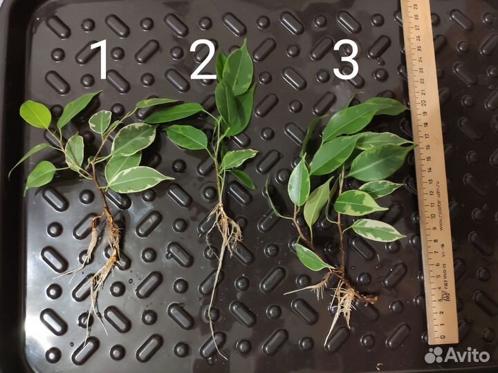 Фикус бенджамина пестролистный