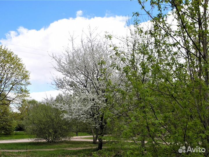 Передержка собак. Догситтер. Зооняня