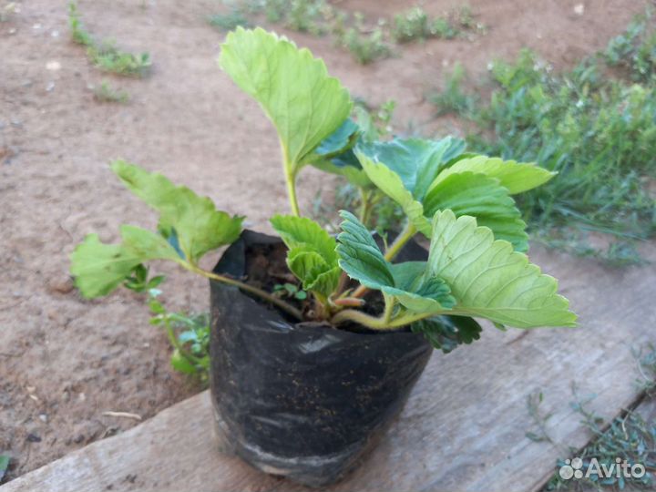 Саженцы клубники