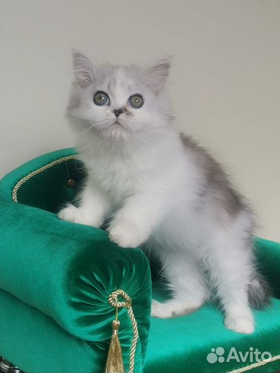 Шотландская кошечка