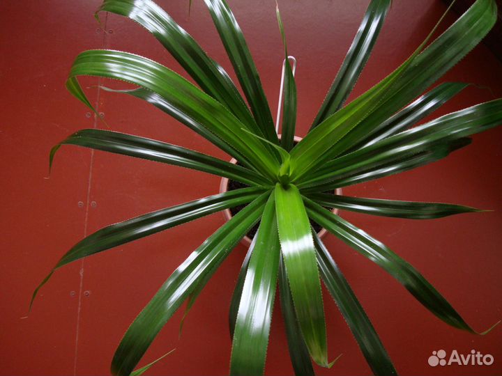 Панданус (Винтовая пальма)