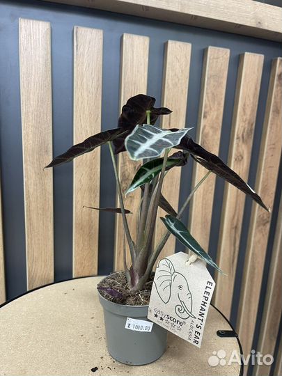 Алаказия Драгон