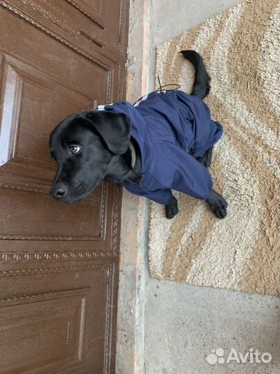 Комбинезон дождевик для собаки