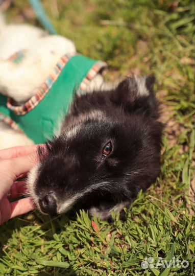 Пушистый щеночек бесплатно