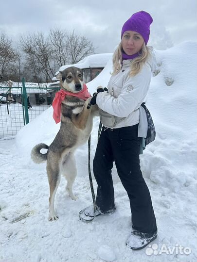 Собака Тайра спасите из приюта