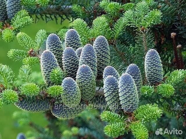 Саженцы пихты корейской