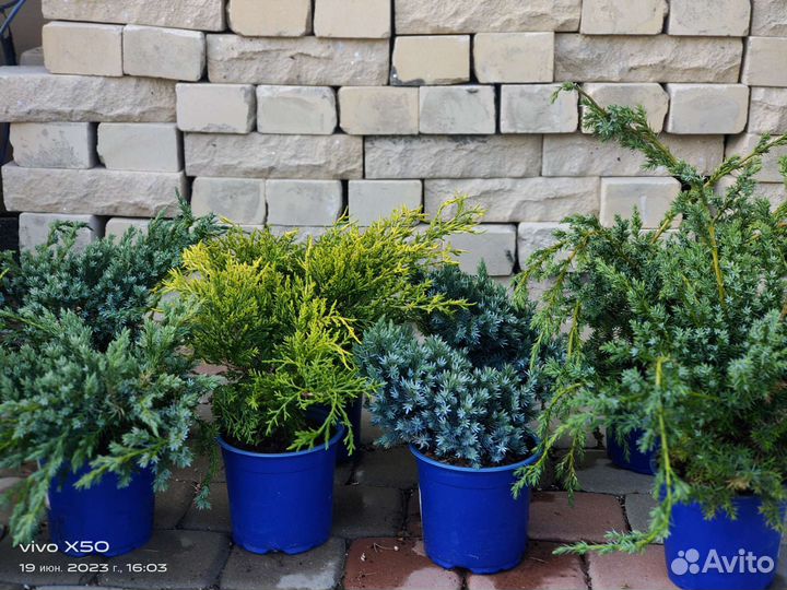 Можжевельники микс