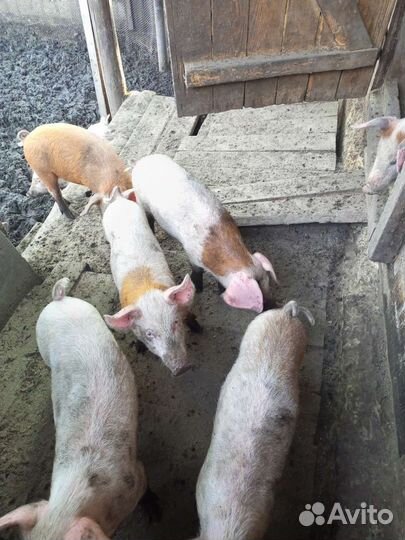 Поросята