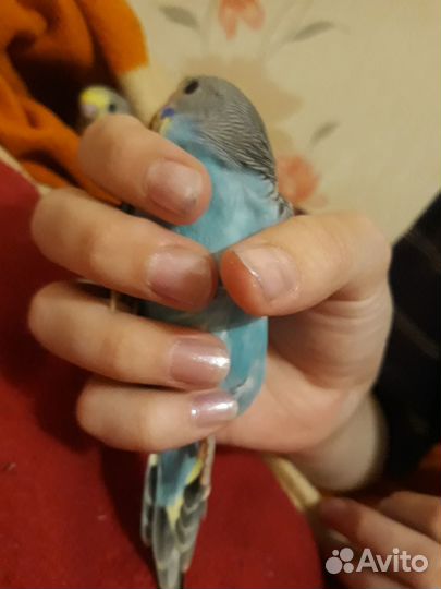 Попугай волнистик(девочки)