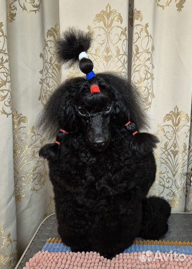 Пудель миниатюрный