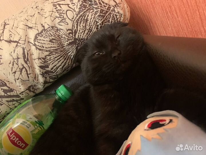 Кошка в дар