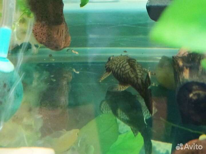 Анциструс Золотой вуалевый сом анциструс