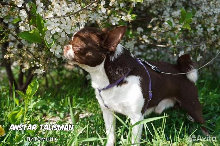 Питомник Чихуахуа