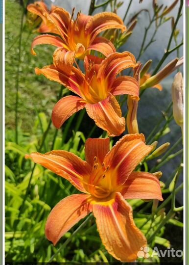 Лилейник оранжевый