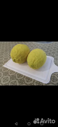 Лимонное дерево с плодами