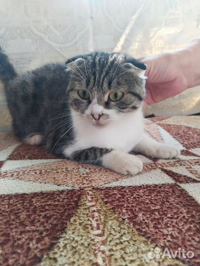 Кошка в дар