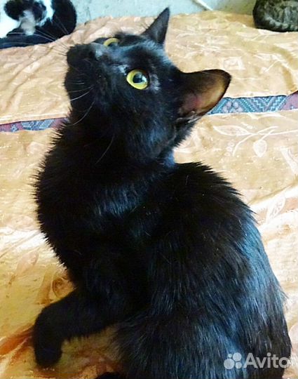 С кошкой Багирой к вам придет счастье) 7 месяцев