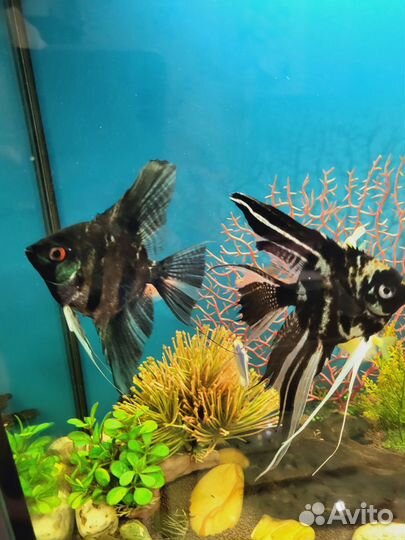 Рыбки скалярии